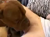 Dog asks for food and owner gave her wet pussy to eat